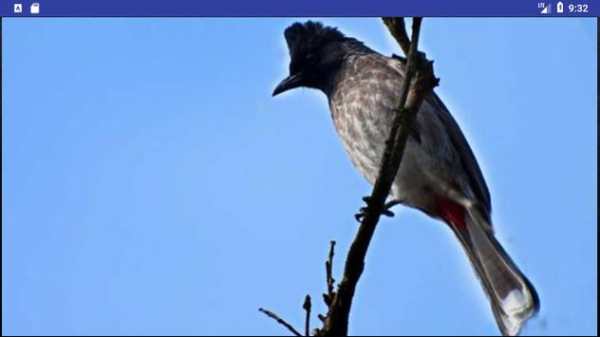 Bird Wallpapers: Beautiful Bird Images, Bird Pics screenshot 6