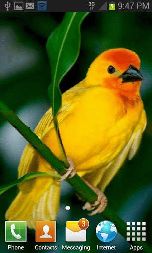 Cute Yellow Bird LWP स्क्रीनशॉट 2