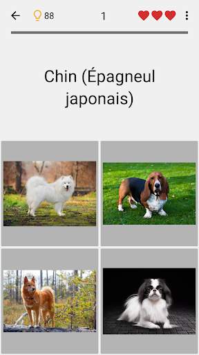 Chiens - Quiz sur toutes les races populaires screenshot 4
