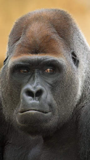 Gorilla Wallpaper screenshot 4