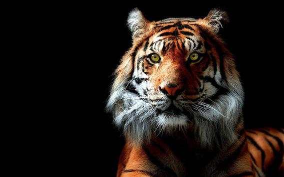Tiger Live Wallpaper Aninal स्क्रीनशॉट 1