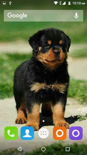 Rottweiler Dog Hd Wallpapers 2 تصوير الشاشة