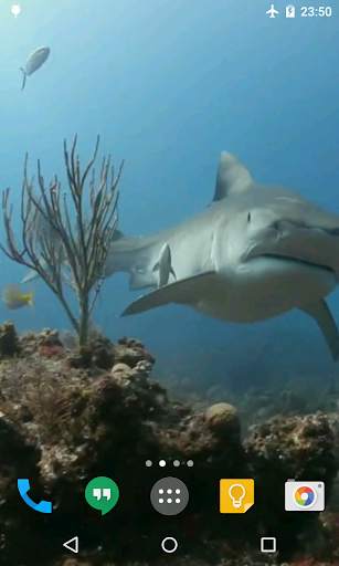 Sharks Live Wallpaper screenshot 1