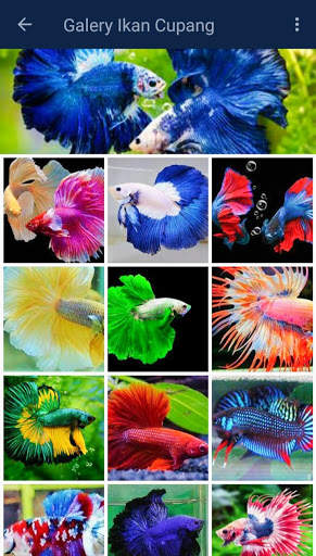 Ikan Hias Cupang screenshot 6