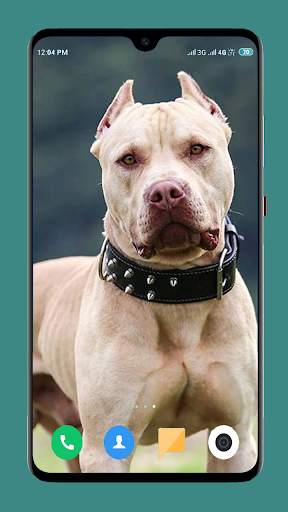 Pitbull Dog Wallpaper 4K screenshot 2