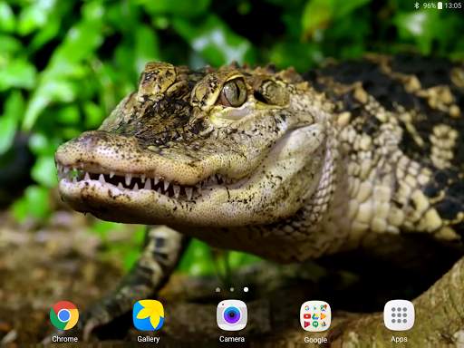 Crocodile Live Wallpaper screenshot 9