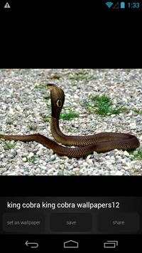 King Cobra Wallpapers Picture screenshot 5