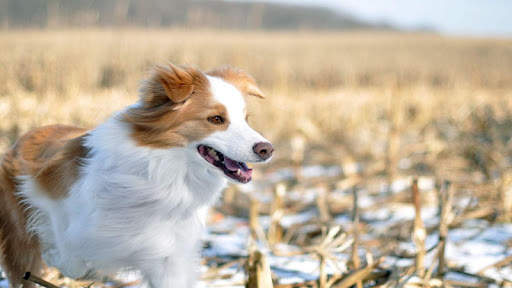 🐕 Border Collie Wallpapers – Cute Dog Wallpaper screenshot 9