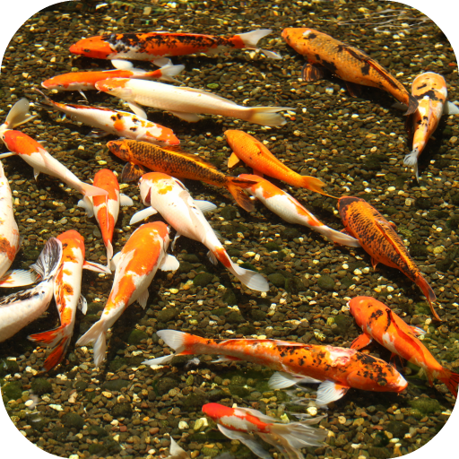 Magic Koi Live Wallpaper icon