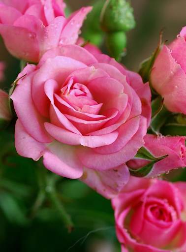 Flowers Wallpaper screenshot 16