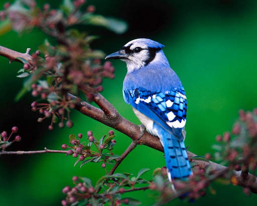 Birds Wallpapers HD 2020-2021 स्क्रीनशॉट 7