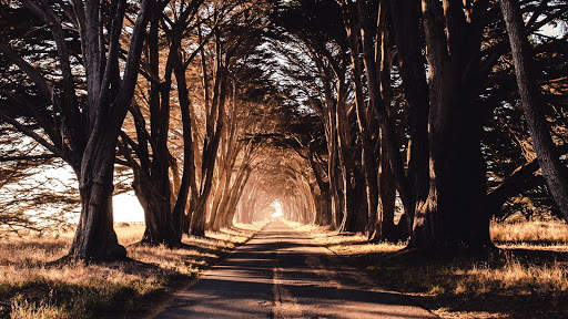 Nature Live Wallpaper screenshot 11