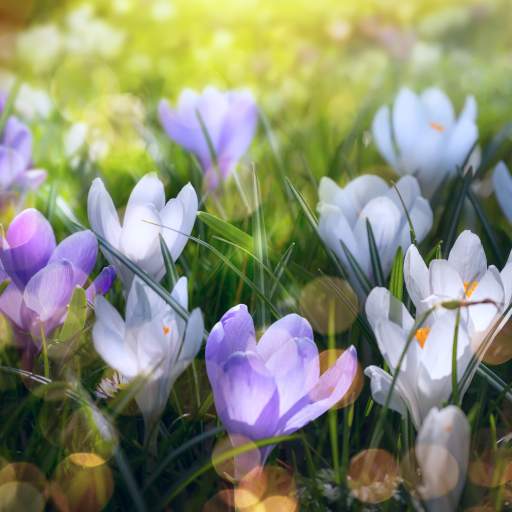 Spring Landscapes Wallpaper 1.0.6