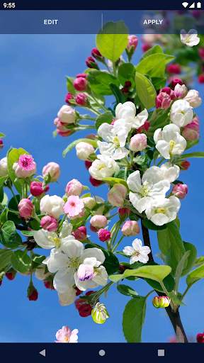 Cherry Blossom Live Wallpaper screenshot 8