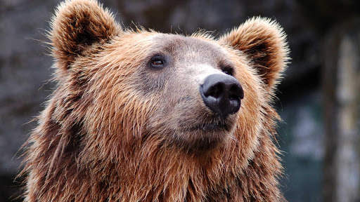Bear Wallpapers HD & 4k Backgrounds screenshot 15