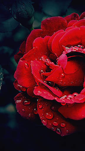 Shine Red Rose APUS Live Wallpaper screenshot 5