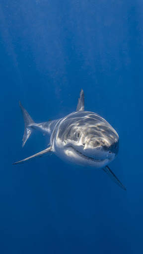 Shark Wallpapers स्क्रीनशॉट 6