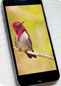 Bird Wallpaper HD screenshot 2
