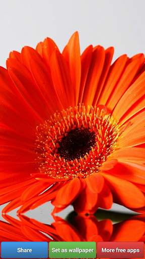 Flowers HD Wallpapers screenshot 4