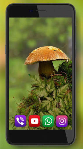 Mushrooms Forest Live Wallpaper screenshot 2