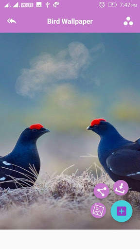 Bird Wallpaper screenshot 3