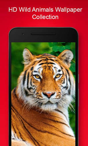 Free Animal Wallpaper screenshot 2