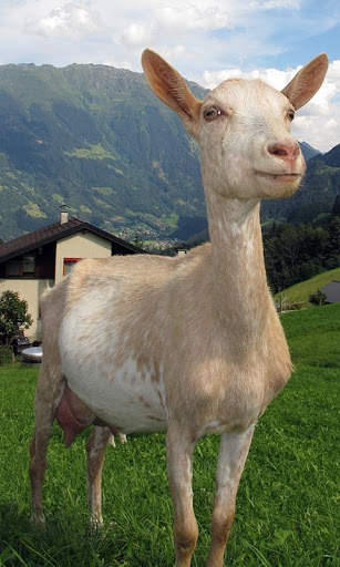 Goat Wallpaper screenshot 1