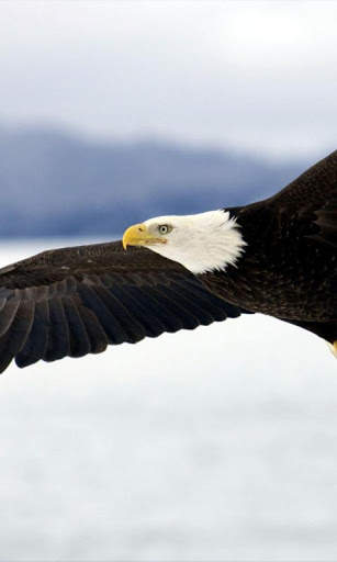Eagle Live Wallpaper screenshot 4