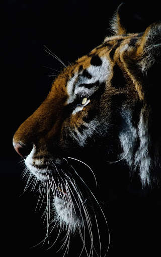 Tiger Wallpapers | hd backgrounds screenshot 14
