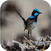 Birds Sounds icon