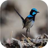 Birds Sounds 1.3