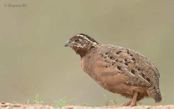 India Birds स्क्रीनशॉट 5