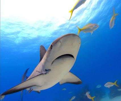 Shark Live Wallpaper screenshot 3