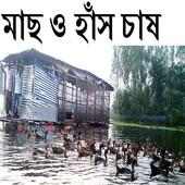 মাছ ও হাঁস চাষ পদ্ধতি এক সাথে on 9Apps