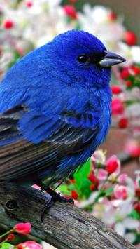 Beautiful Birds Wallpapers HD screenshot 9