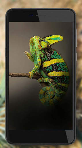 Lizards Live Wallpaper screenshot 5