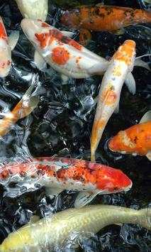 Koi Live Wallpaper screenshot 2