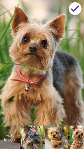 Yorkshire Terriers HD PIN Lock screenshot 3