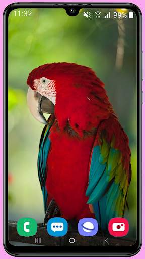Parrots Wallpaper Best HD screenshot 1