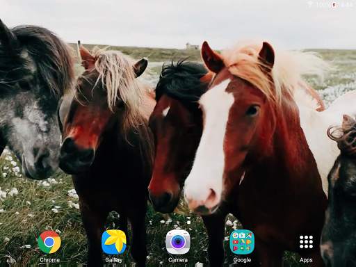 Horses Video Live Wallpaper screenshot 11