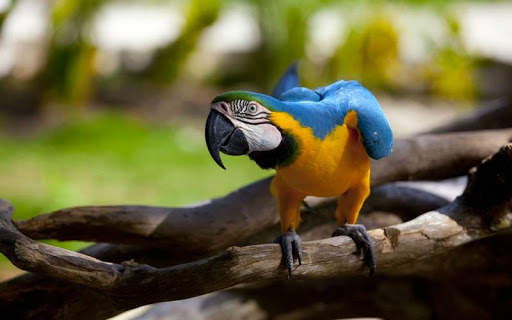 Macaw Bird HD Wallpaper screenshot 2
