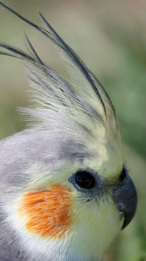 Cockatiels Bird Wallpapers HD screenshot 6