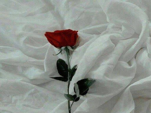 3D Red Rose Images 2020 5 تصوير الشاشة