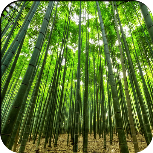 Jungle Photo Frame icon