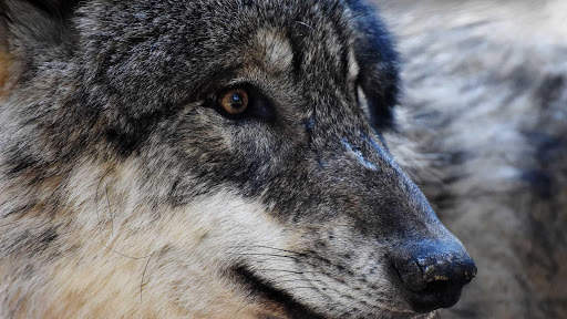 Wolf Wallpapers HD & 4k Backgrounds screenshot 19