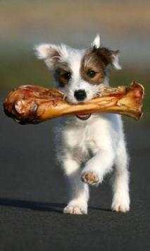 300.Free Funny Dog Pictures HD screenshot 2