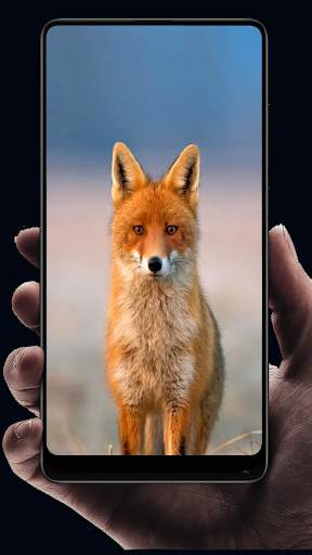 Fox Wallpaper HD screenshot 6