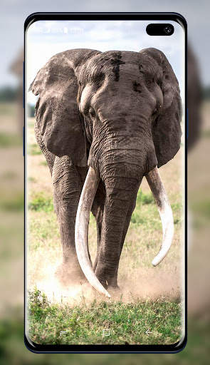 Elephant Wallpaper 6 تصوير الشاشة