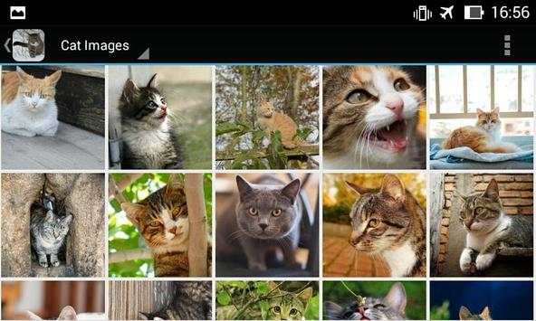 CatBG: Cat Wallpapers screenshot 14