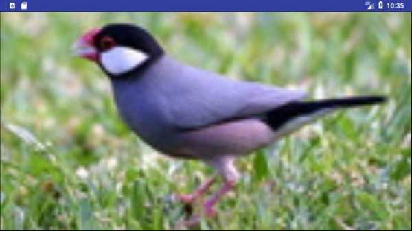 Bird Wallpapers: Beautiful Bird Images, Bird Pics screenshot 8